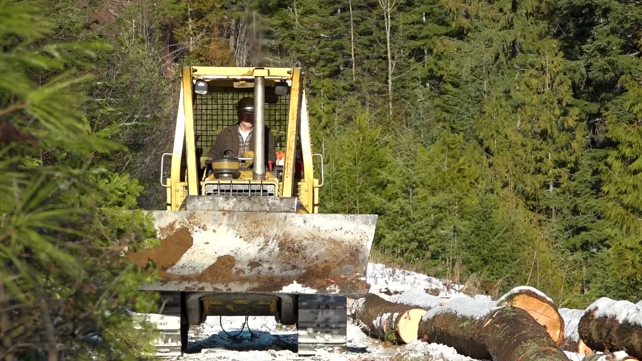 A yellow tracked loader working among felled logs at the edge of a forest