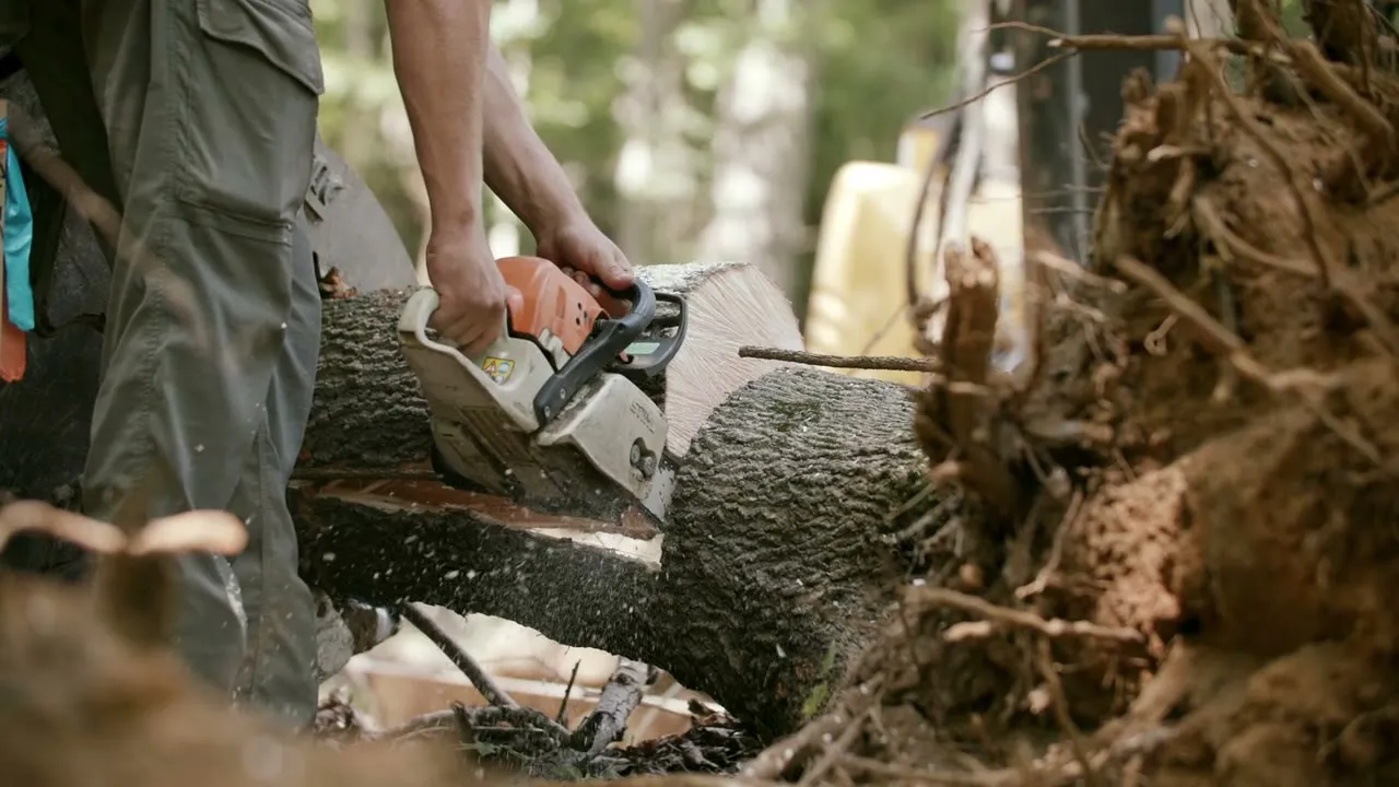 A worker cutting through a felled tree trunk with a chainsaw